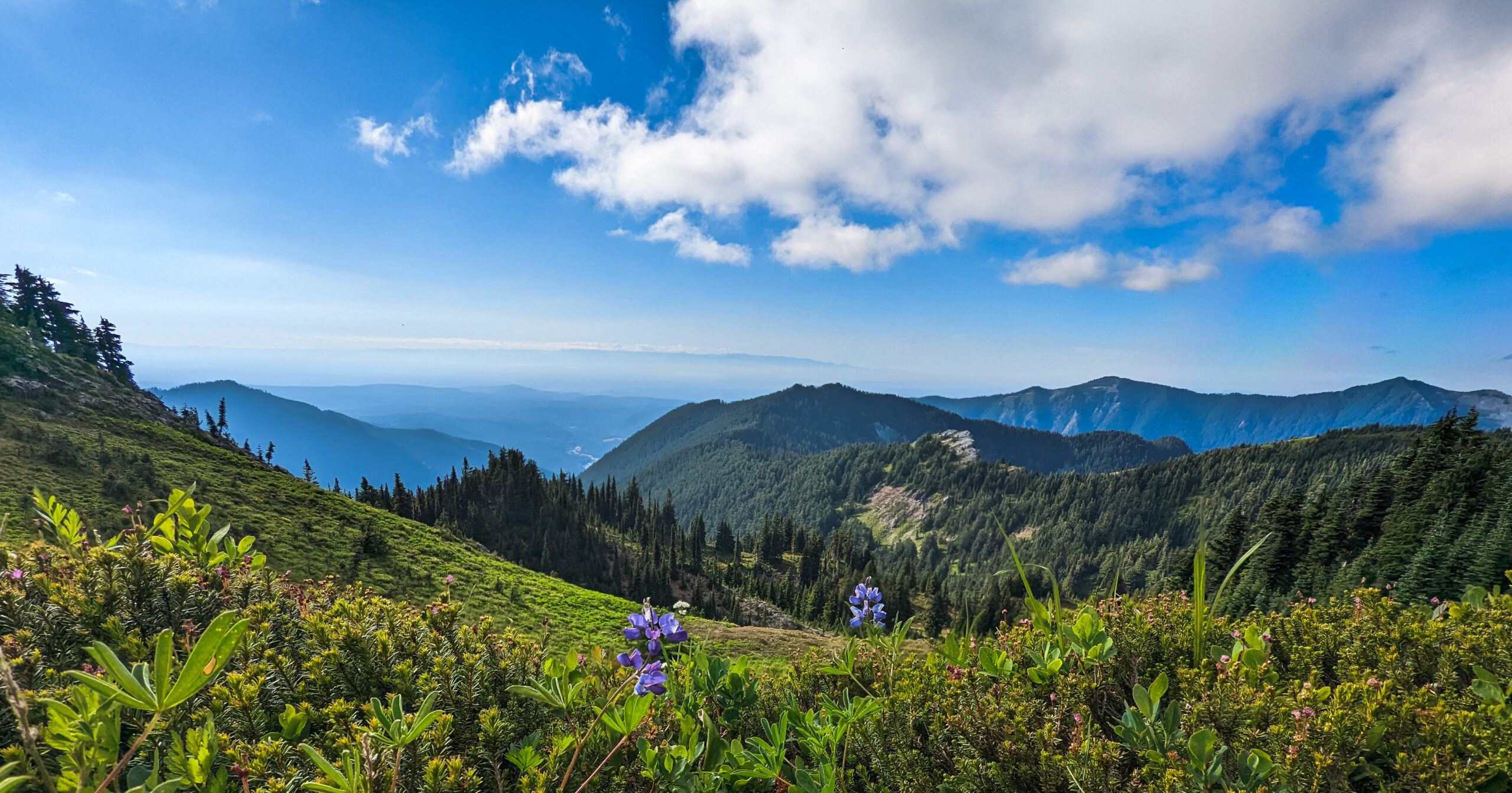 Serene clouds floating in a blue sky over blue and green hills with purple flowers in the foreground.